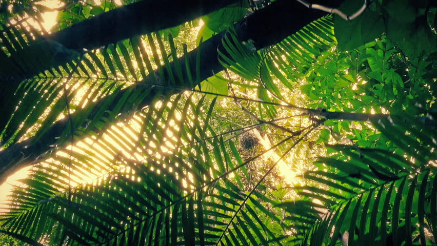 Rainforest Canopy In Sun Glow Gliding POV
 - Powered by Shutterstock - Get 15% off with code: PIKWIZARD15