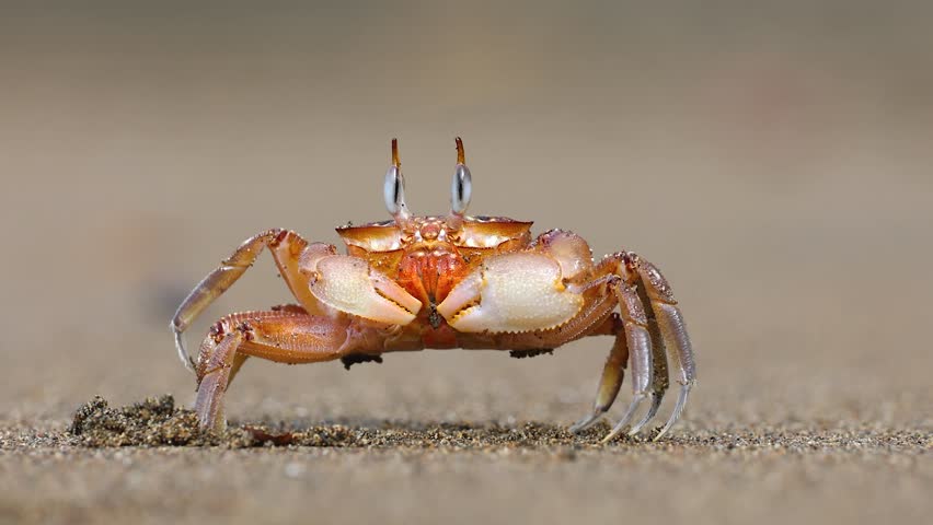 A ghost crab on a beach in Costa Rica 