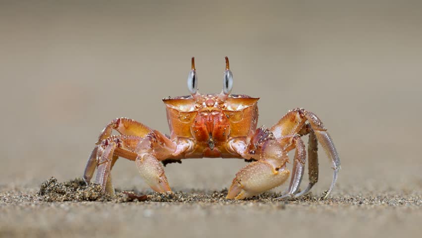 A ghost crab on a beach in Costa Rica 