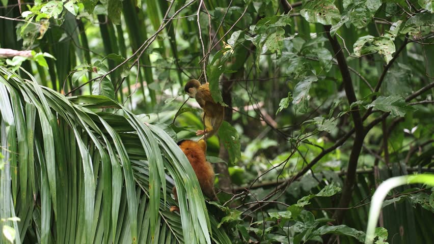 Squirrel monkey in the rainforest of Costa Rica 