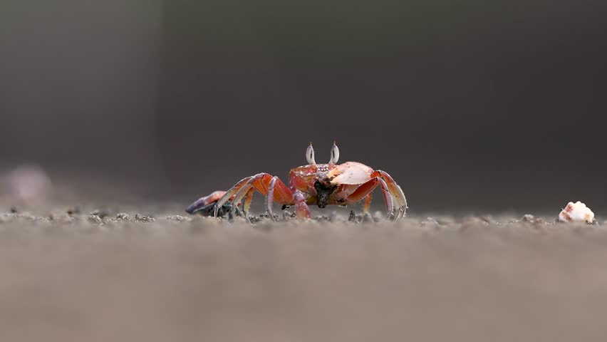 A ghost crab on a beach in Costa Rica 