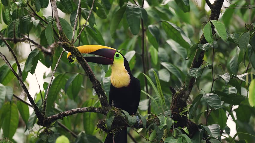 Toucan calling in Costa Rica 