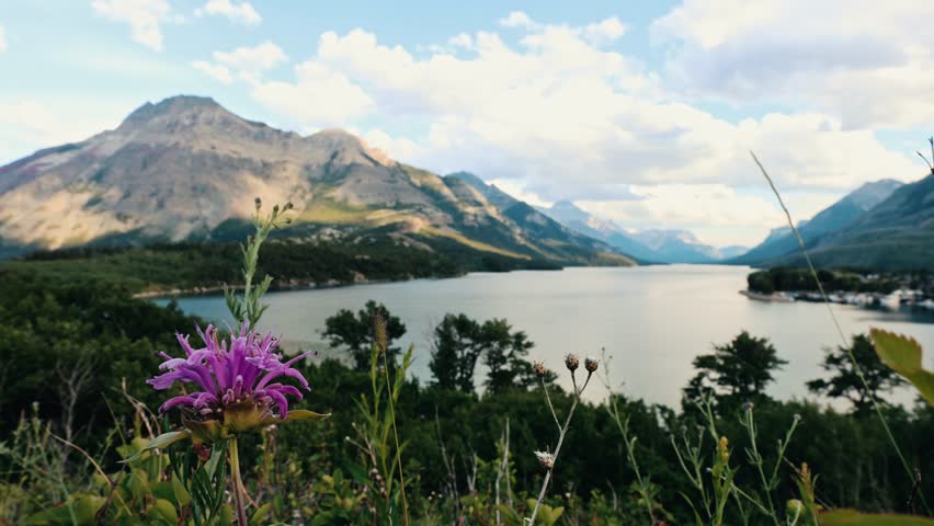Wildflower Bloom Overlooking Waterton Lake in the Canadian Rockies