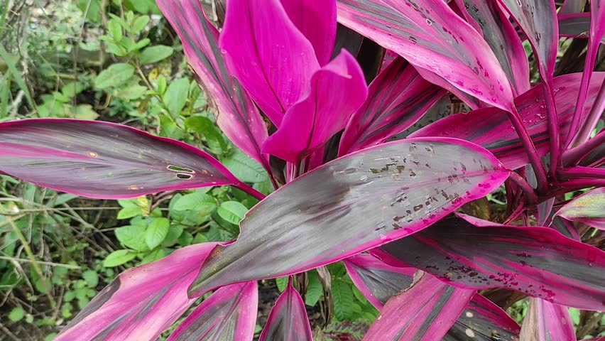 Close-up view of a plant with striking pink and purple leaves. Details of leaf patterns and textures are highlighted. Lush green foliage surrounds the central subject.