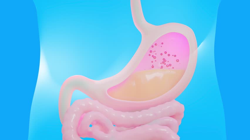 Stomach acid or reflux disease. Animation Seamless looping of Digestive System. Can be used in background elements related to medical or education. 3D Rendering. 