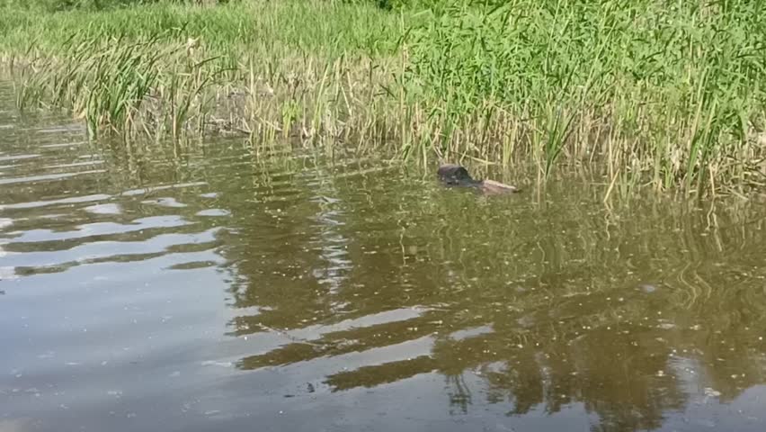 A small lake and a burnt log on the shaky surface of a small lake near reeds on a sunny summer day.