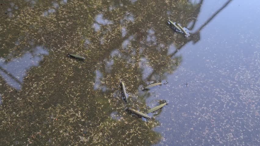 Popping pod fruit (pletekan) bursts on water surface, creating natural splash effect. Native plant Ruellia tuberosa captured in close-up.