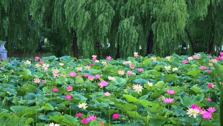 Beautiful waterlily or lotus flower with water surface