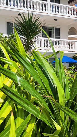 Belize, Central America. Vertical View of White Vintage Building Behind Green Plants on Sunny Day