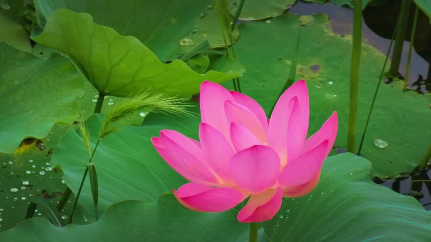 Beautiful waterlily or lotus flower with water surface