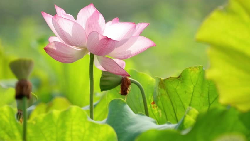 A pink lotus flower blooms gracefully among green leaves in a pond
