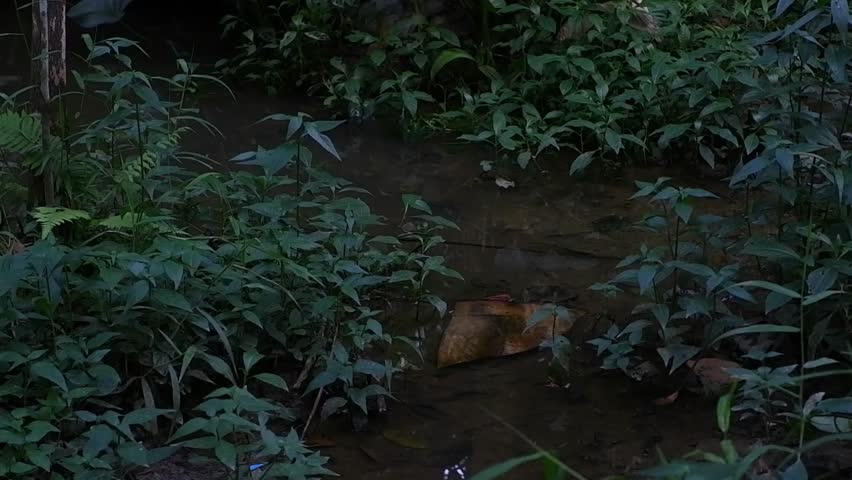 Small ditch in the forest.