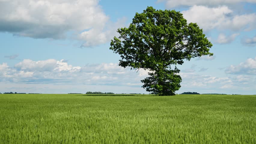 A single large tree standing in the middle of a lush green field under a blue sky with scattered clouds, symbolizing solitude, nature, and tranquility