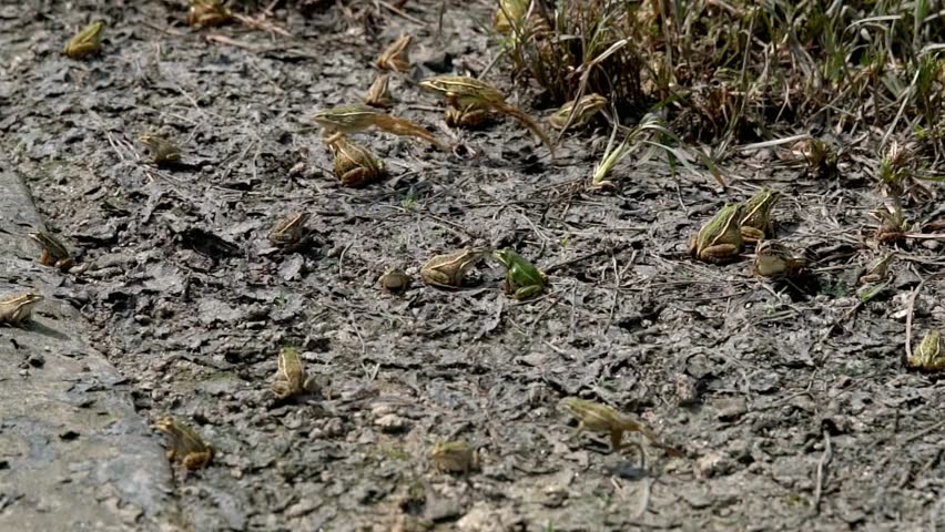 A group of frogs gathers on the muddy bank of a pond in nature