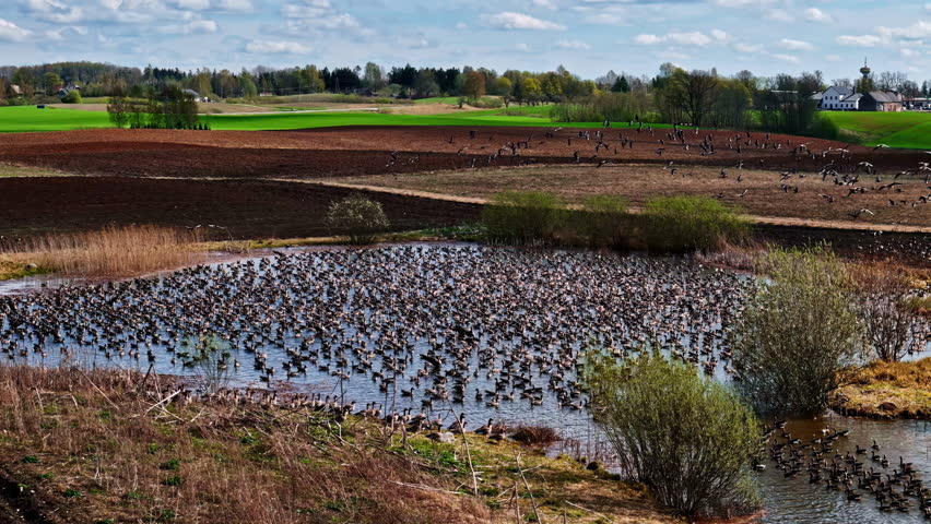 A spectacular view of wildlife migration as a massive flock of thousands of wild geese gathers to rest and feed in a wetland pond during their annual spring journey across rural Latvia.