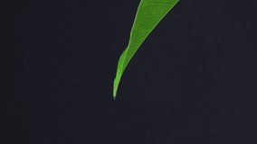 Slow Motion Water Droplet Falling from Green Leaf Tip, Green leaf on black background with waterdrop - Powered by Shutterstock - Get 15% off with code: PIKWIZARD15