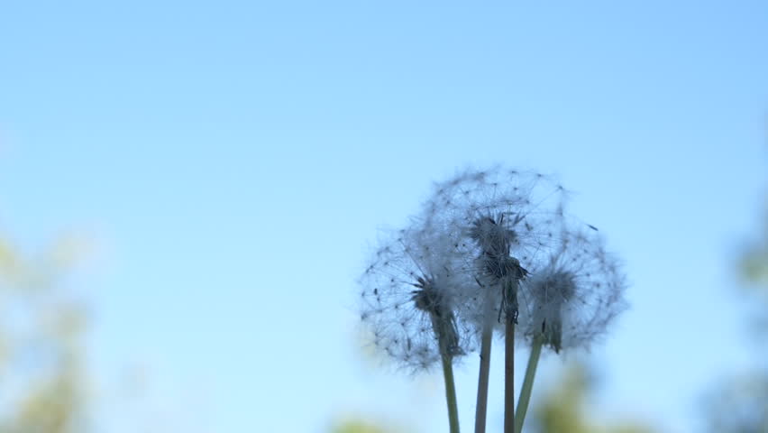 Slow motion dandelion flower seeds blown by wind, flying on blue sky background