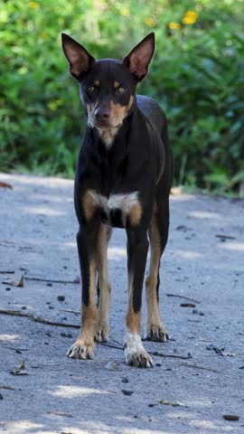 A dog stands attentively on a rural path, surrounded by greenery, under natural daylight