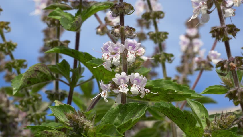 Native Australian Bee Flying Around Flowers In QLD, Australia - Close Up