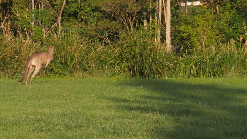 Wild Eastern Grey Kangaroos Hopping - Wide Shot