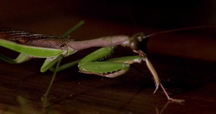Close-up macro footage of a praying mantis (Mantis religiosa) moving gracefully on polished wood, showing vivid detail of its raptorial forelegs and body, slow motion shot