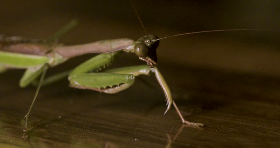 Macro shot of a green praying mantis (Mantis religiosa) standing still on a surface while delicately moving its long antennae under soft indoor light