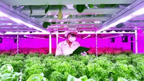 Scientist inspects lettuce in a vertical farm under LED grow lights. Controlled indoor agriculture promotes eco-friendly, sustainable food production using modern hydroponic and smart farming methods. - Powered by Shutterstock - Get 15% off with code: PIKWIZARD15