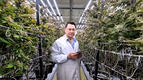 Scientist in lab coat inspects cannabis plants with a tablet in a high-tech greenhouse. Indoor eco farming with smart technology ensures optimal growth, sustainability, and quality control. - Powered by Shutterstock - Get 15% off with code: PIKWIZARD15
