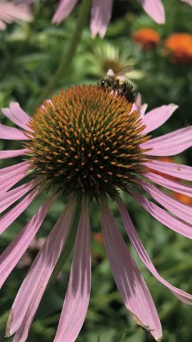 insects on flowers. butterflies and bees on a flower. echinacea flowers. macro video. insects close-up.