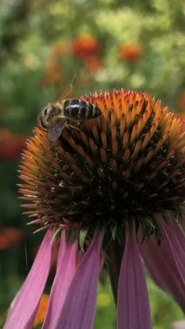 insects on flowers. butterflies and bees on a flower. echinacea flowers. macro video. insects close-up.