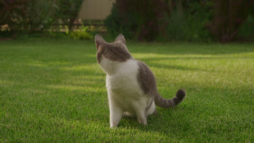 Cat Chasing Toy Mouse in Backyard Grass