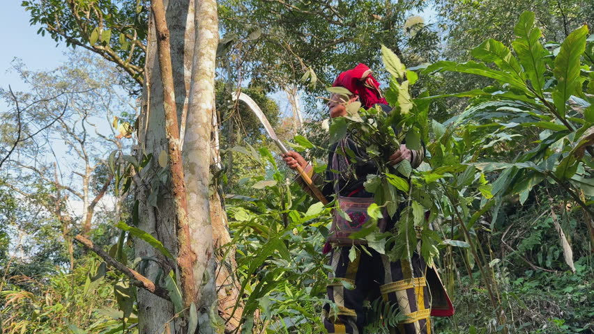 A Black Dao woman in traditional dress uses a sickle to gather medicinal plants in the forest near Tả Phìn, Sa Pa, Vietnam.