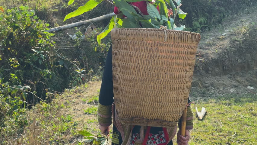 A Black Dao woman walks through vegetation at the foot of a mountain, carrying a herbal basket on her back in Tả Phìn, Sa Pa.