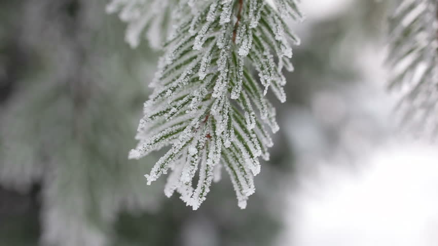 Pine tree in the winter