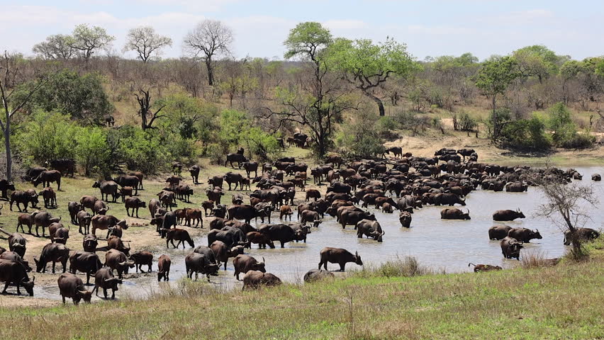 Wide angle: Large herd of Cape buffalo at water hole in S Africa bush