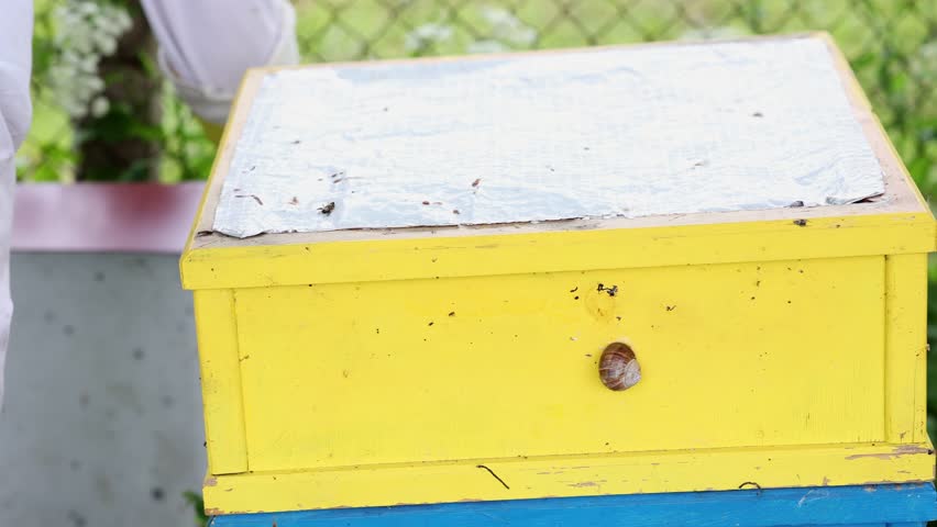 Beekeeper Using Smoker to Calm Bees in Hive, Beekeeper opens yellow beehive and uses smoker to calm bees during hive inspection.Video