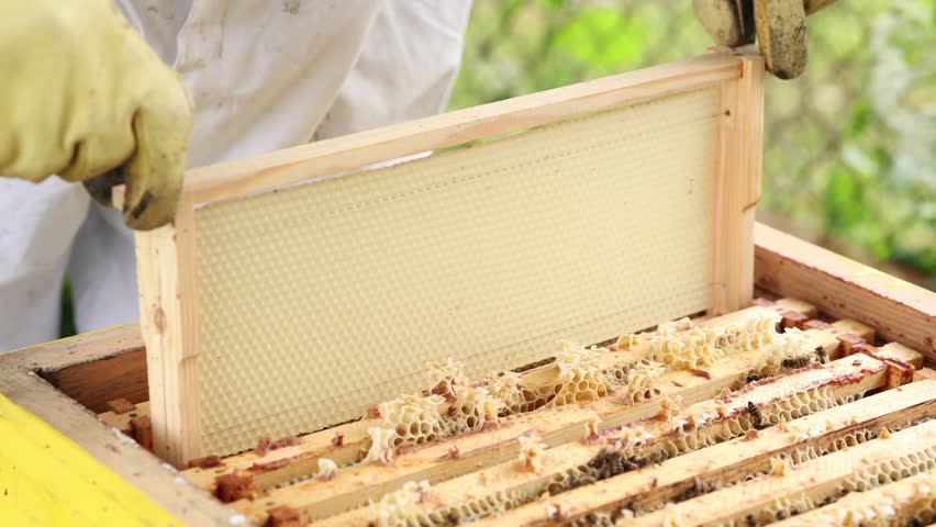 Video, Beekeeper Installing New Honeycomb Frame into Beehive, placing a fresh wax foundation frame into a hive during maintenance or setup of honeybee colony at apiary.
