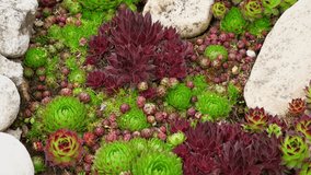 Houseleeks. Echeveria succulents in the stones. Sedum Cactus growing outdoors in a garden rockery backyard. Blooming Ornamental Sempervivum, Hen and Chicks plant with green, red purple petal tips. - Powered by Shutterstock - Get 15% off with code: PIKWIZARD15