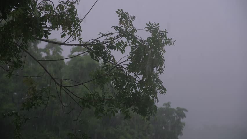Raining over the trees and greenery forest