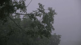 Raining over the trees and greenery forest - Powered by Shutterstock - Get 15% off with code: PIKWIZARD15