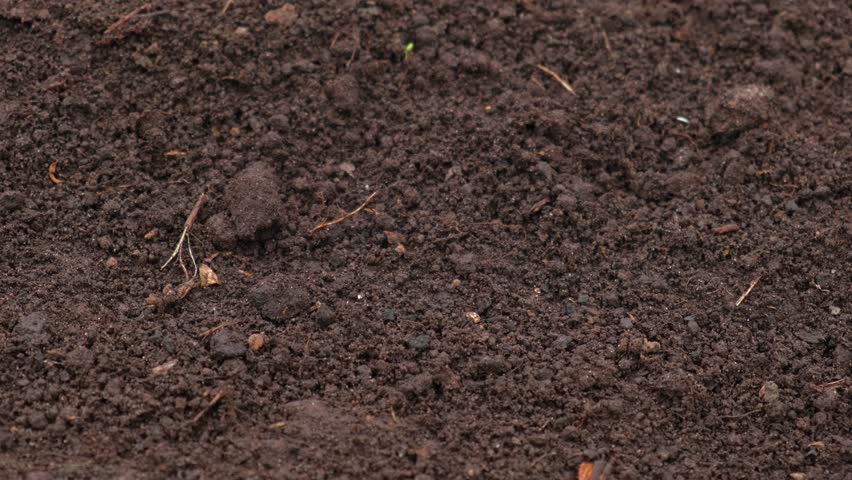 Fertile soil close-up. Richland in field. Black soil background. Natural ecological farming. Agricultural business. Humus, fertilized land. Bio agriculture and eco friendly cultivation. Rich land 4K