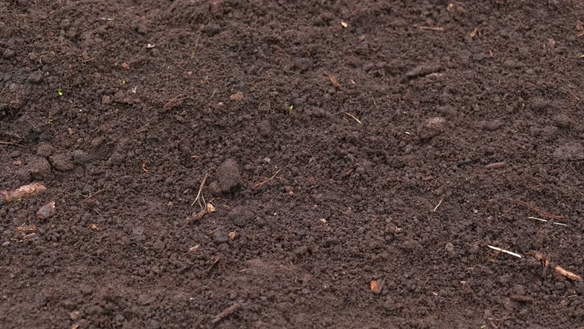Fertile soil close-up. Richland in field. Black soil background. Natural ecological farming. Agricultural business. Humus, fertilized land. Bio agriculture and eco friendly cultivation. Rich land 4K