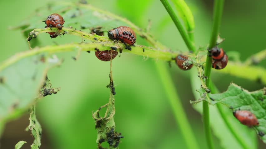 Colorado potato beetles are seen actively feeding on the green leaves of a potato plant in a garden The vibrant red and black markings contrast with the lush foliage surrounding them