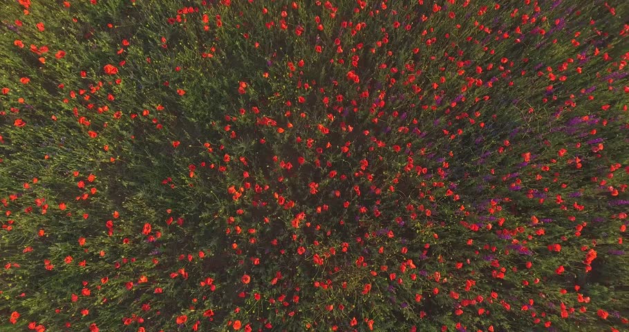video from a copter, poppy field, red poppies, south, Crimean nature