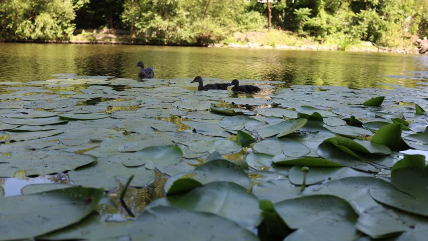 Ducks swim calmly across a pond filled with lily pads under soft daylight as green trees reflect in the water creating a peaceful natural scene in the middle of summer