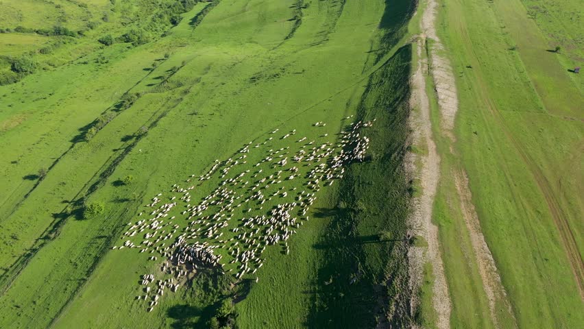 Aerial slow motion view of herd of sheep grazing in a meadow. Transylvania, Romania