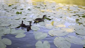 Ducks swimming through lily pads peaceful scene with a mother duck and ducklings gliding gently across a calm pond covered in green leaves evokes warmth care and the serenity of wildlife - Powered by Shutterstock - Get 15% off with code: PIKWIZARD15