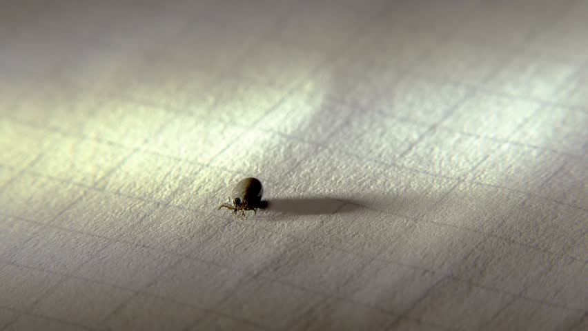 A tick removed from a human on a white sheet of paper