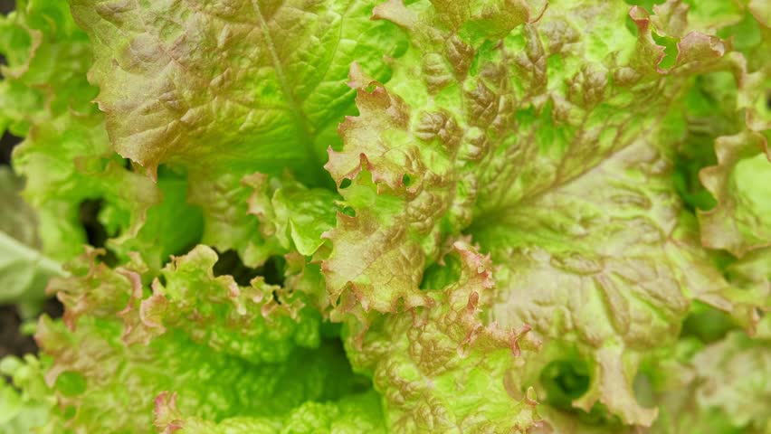 Lollo Rossa Lettuce. Lactuca sativa. Greens grow in a plantation. Organic Juicy Butterhead Lettuce Growing. Agricultural Farming. Fresh curly vegetable leaves. Healthy food. Edible foliage. Veggies.