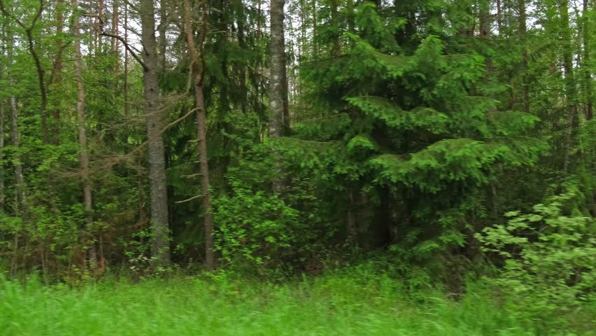 View through side window of car auto in motion on road. Highway along green forest and trees in summer. Tourism and travel, journey trip concept. Beautiful nature and landscape. Car speeding on road.